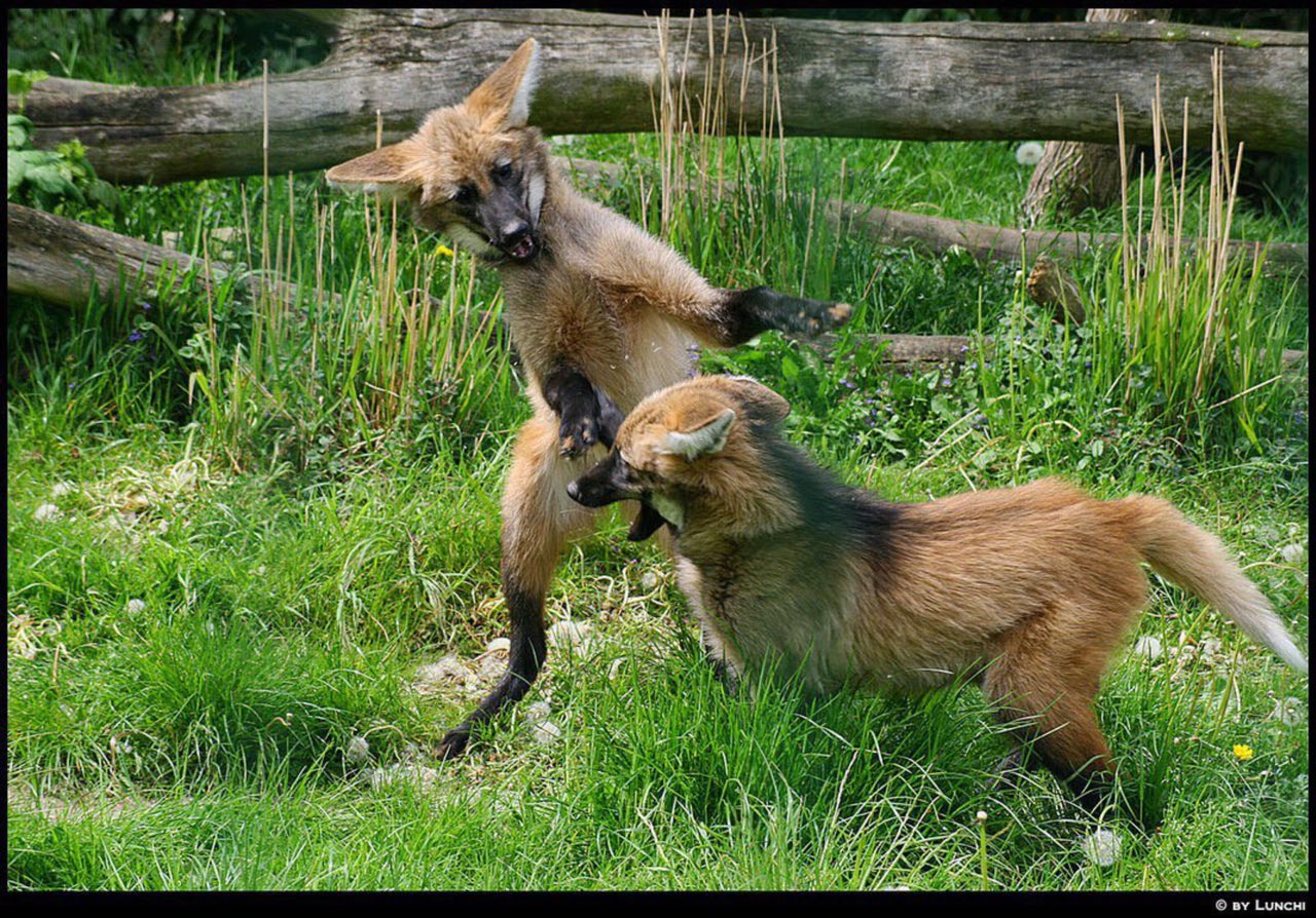 Picture of a maned wolf