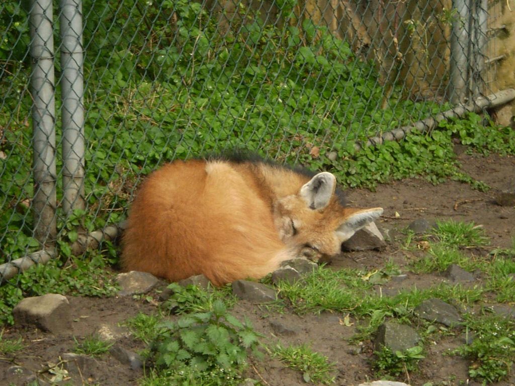 Picture of a maned wolf