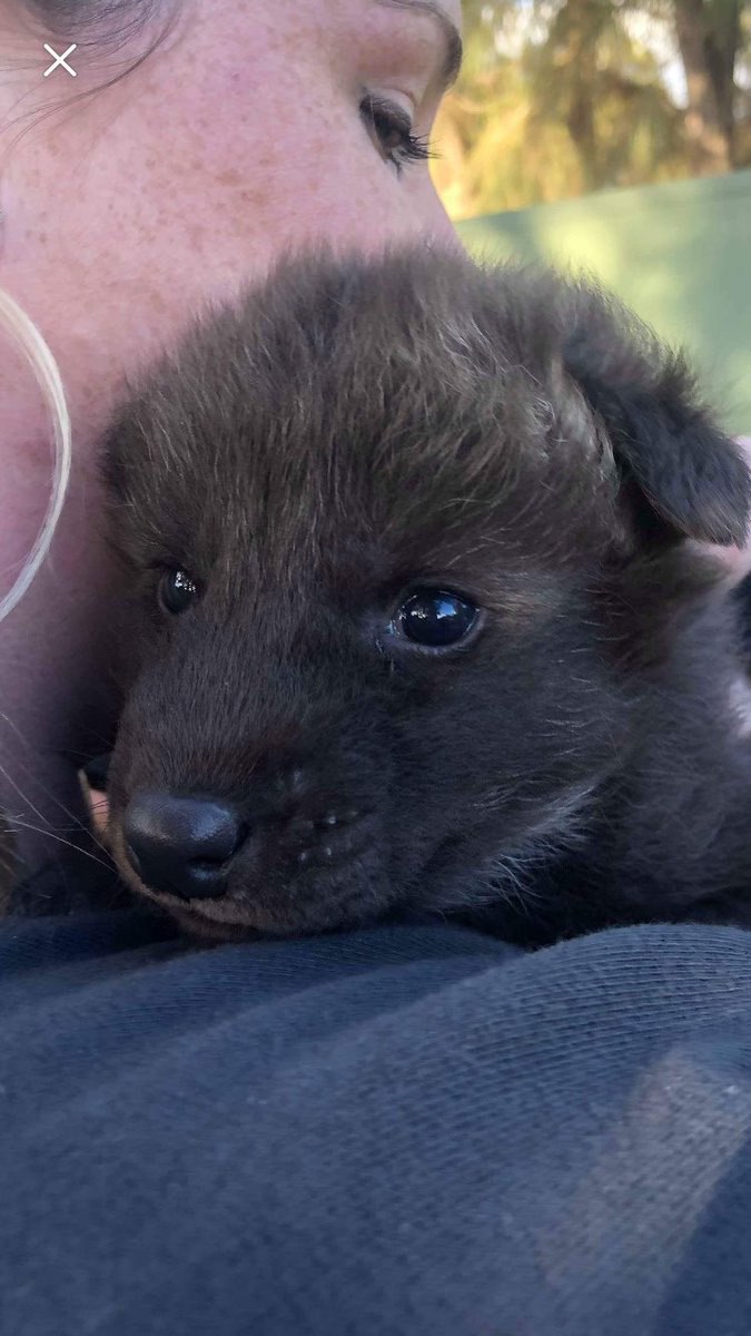 Picture of a maned wolf