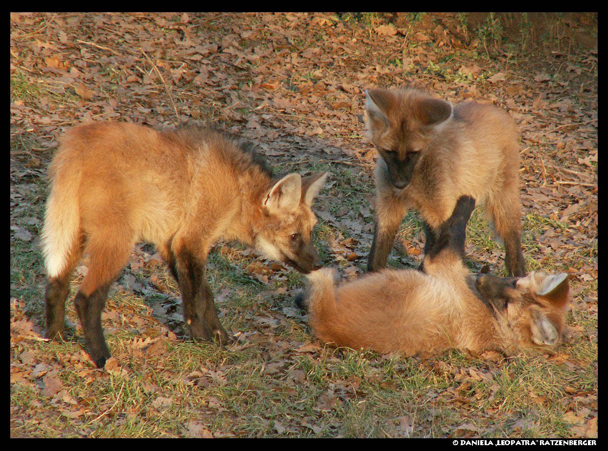 Picture of a maned wolf
