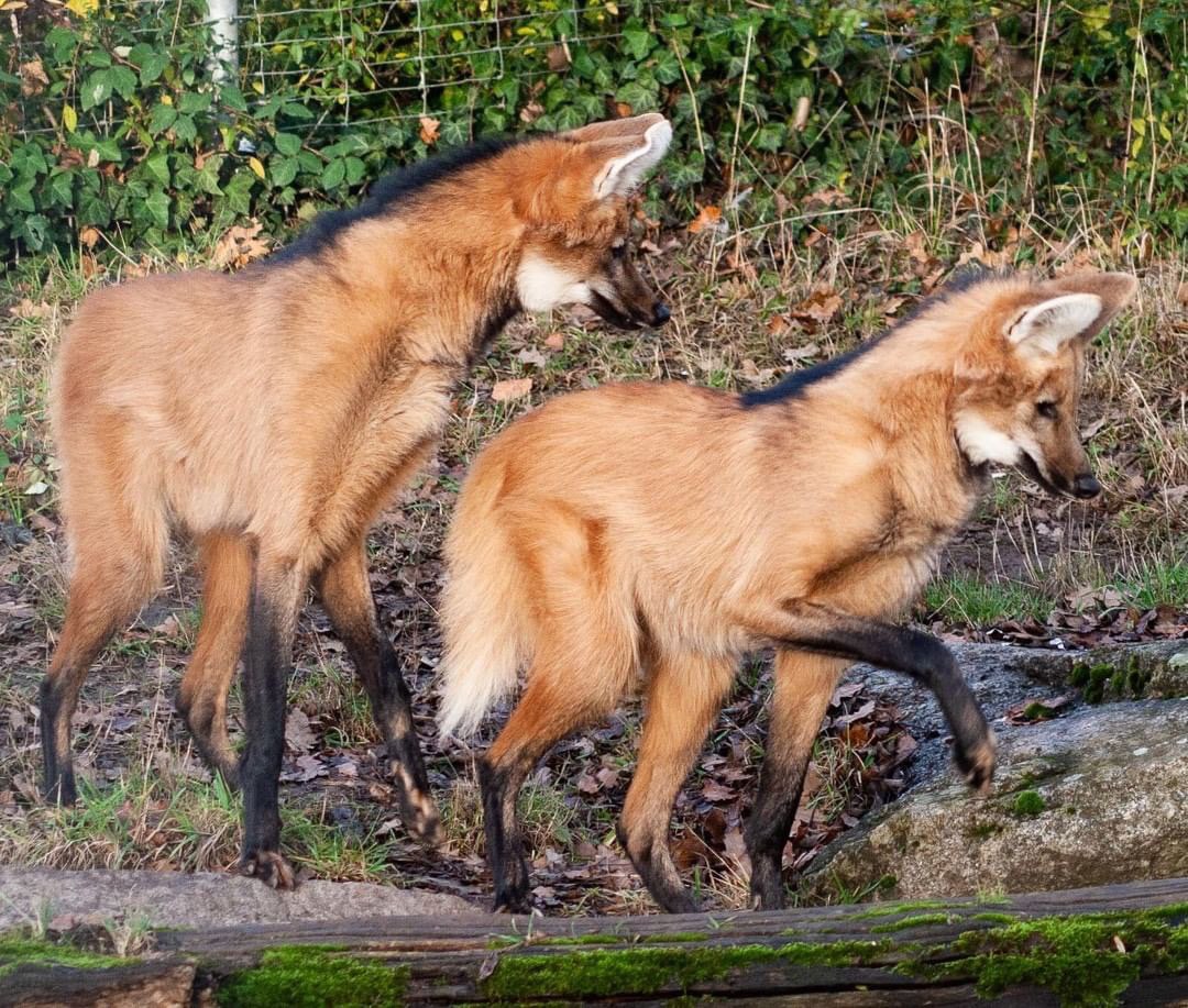 Picture of a maned wolf