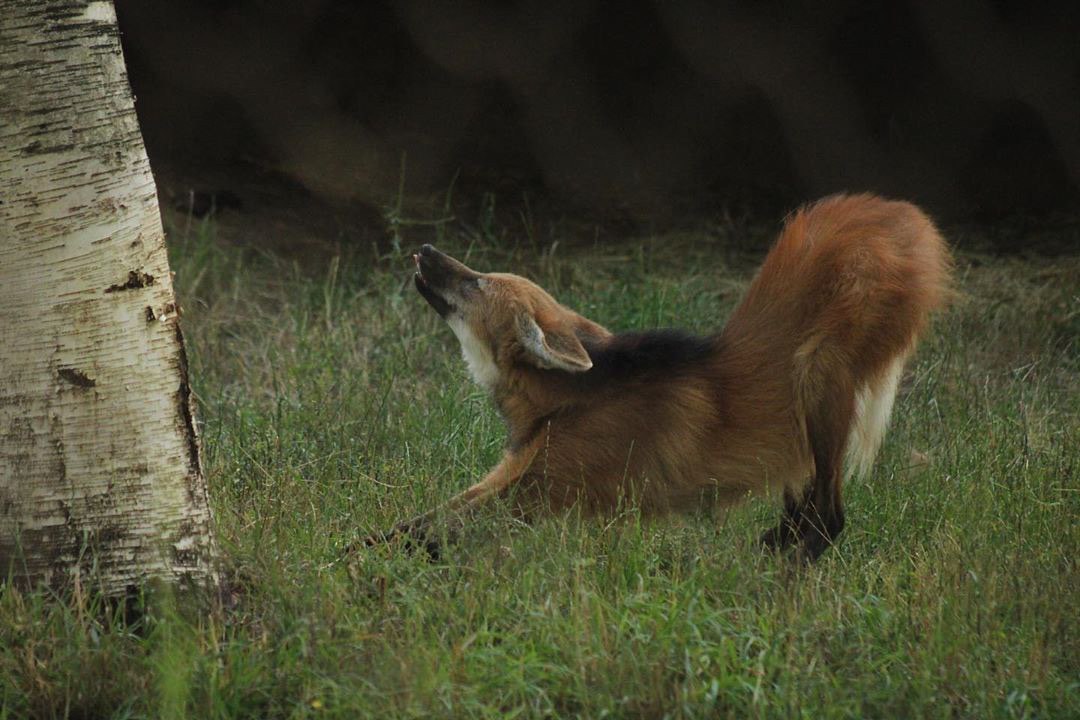 Picture of a maned wolf