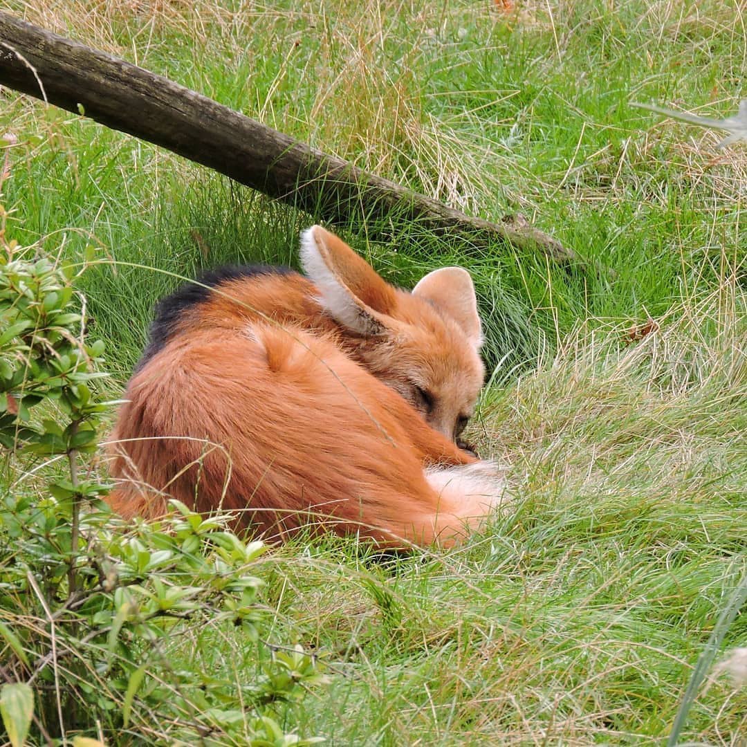 Picture of a maned wolf