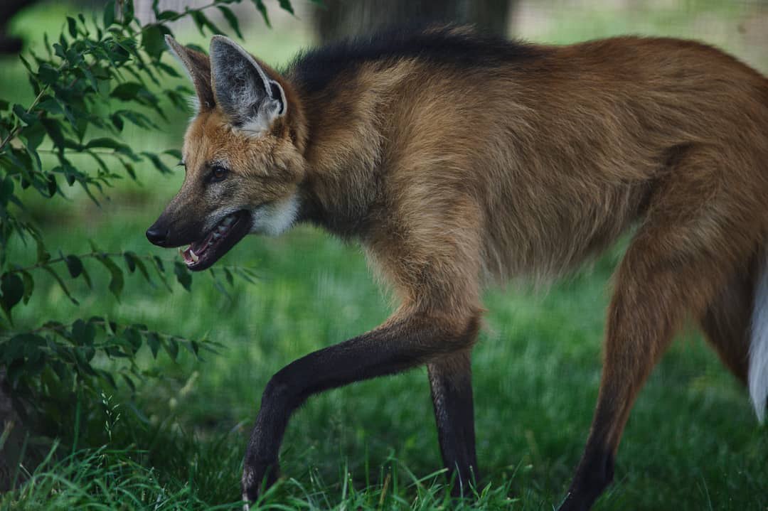 Picture of a maned wolf