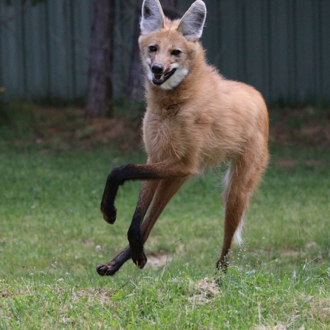 Picture of a maned wolf