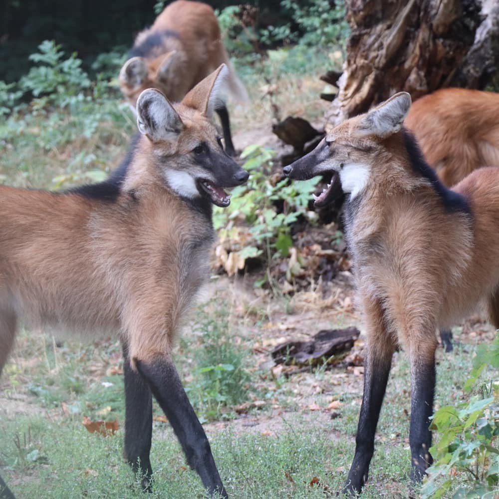 Picture of a maned wolf