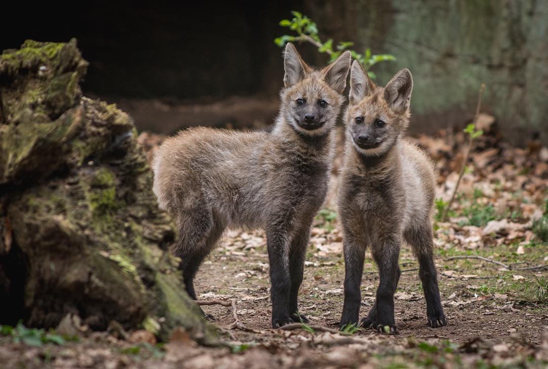 Picture of a maned wolf