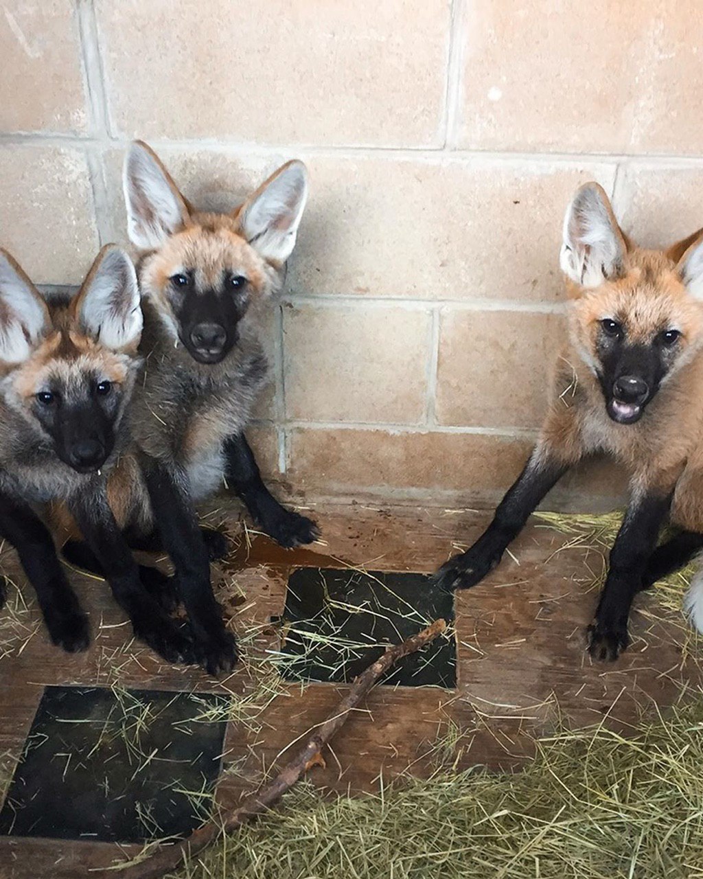 Picture of a maned wolf