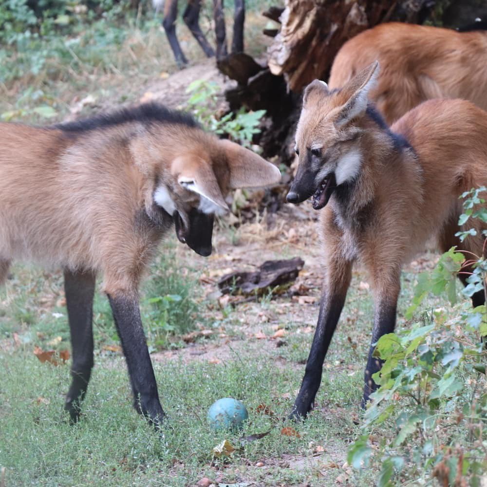 Picture of a maned wolf