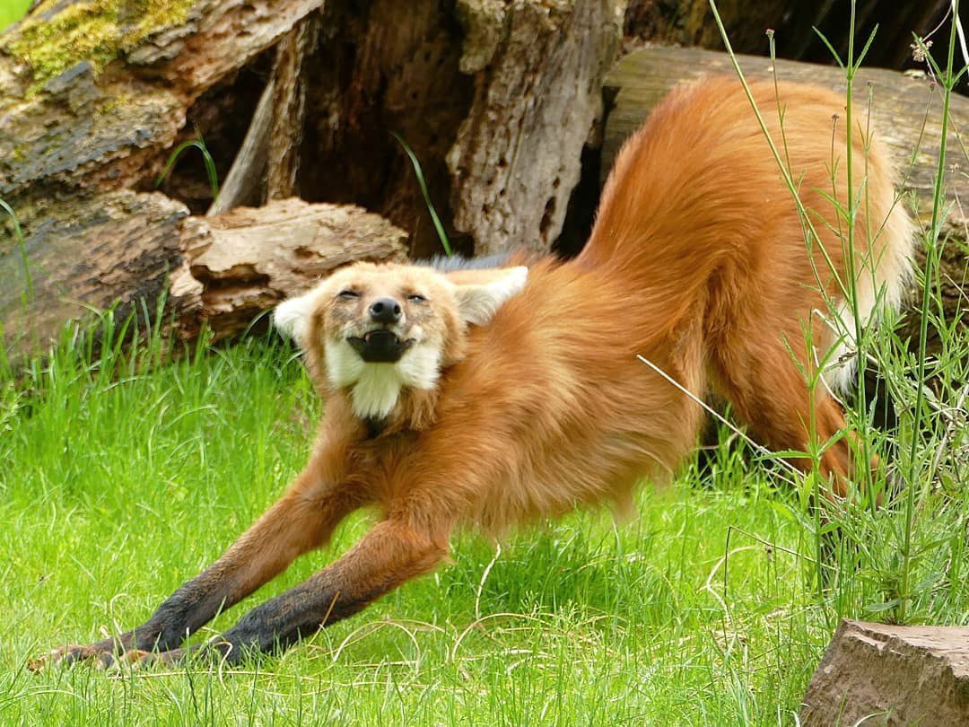 Picture of a maned wolf
