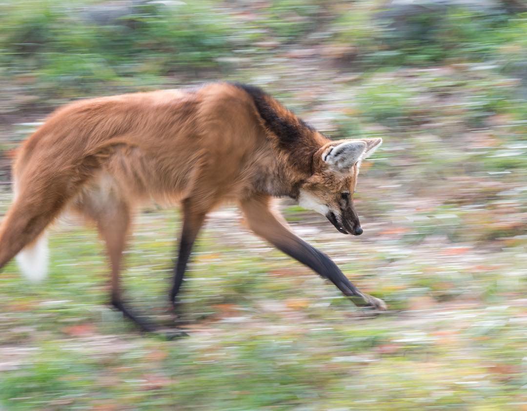 Picture of a maned wolf