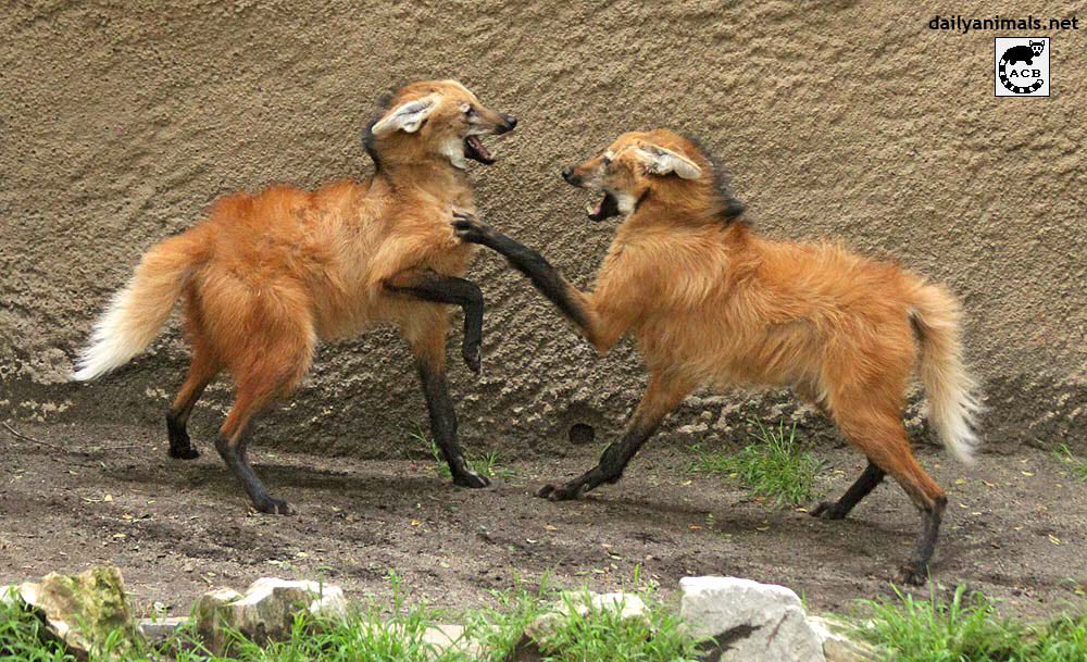 Picture of a maned wolf