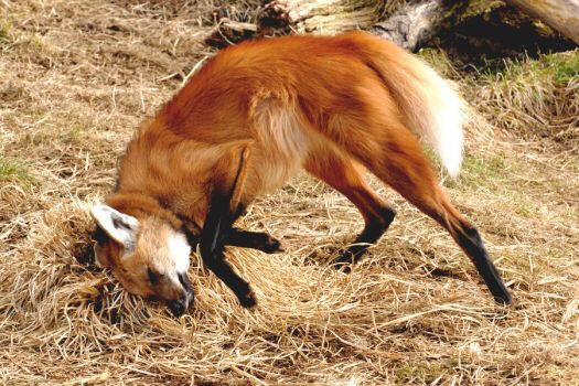 Picture of a maned wolf