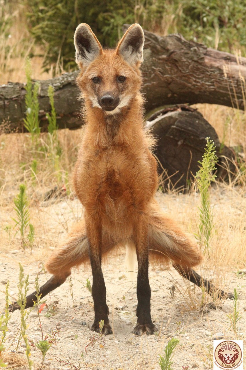 Picture of a maned wolf
