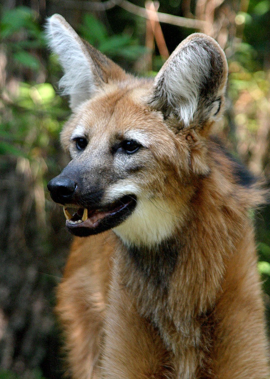 Picture of a maned wolf