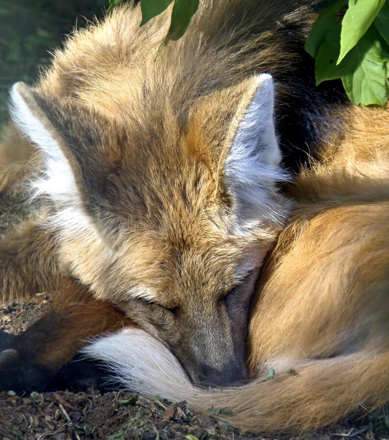 Picture of a maned wolf