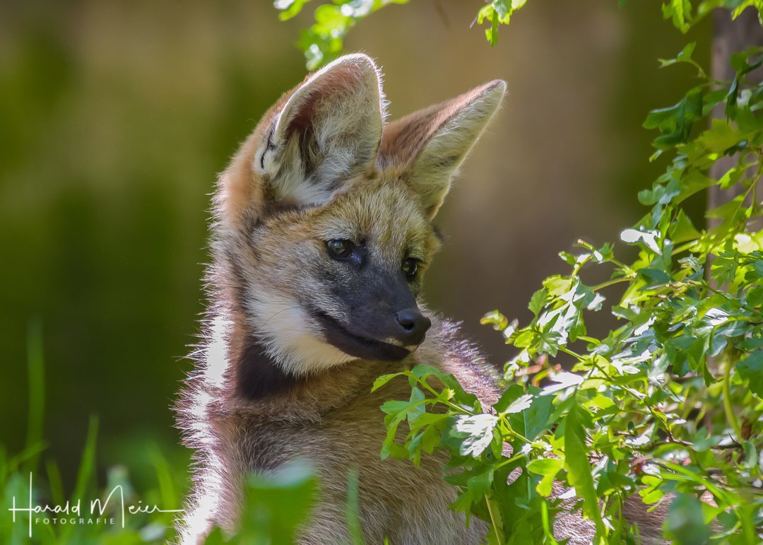 Picture of a maned wolf