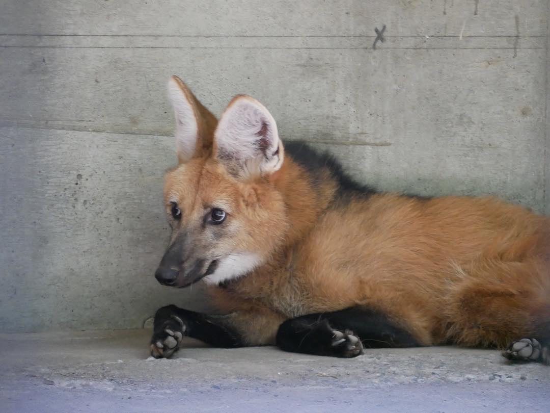 Picture of a maned wolf