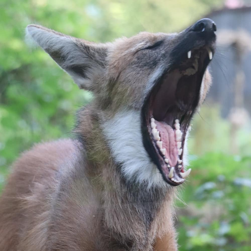 Picture of a maned wolf