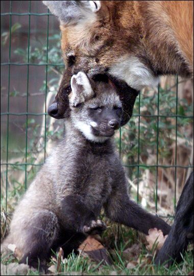 Picture of a maned wolf