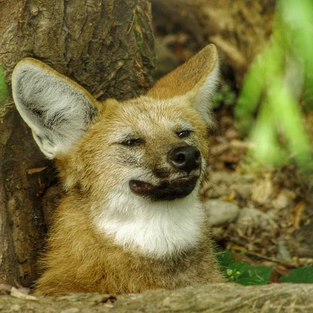 Picture of a maned wolf