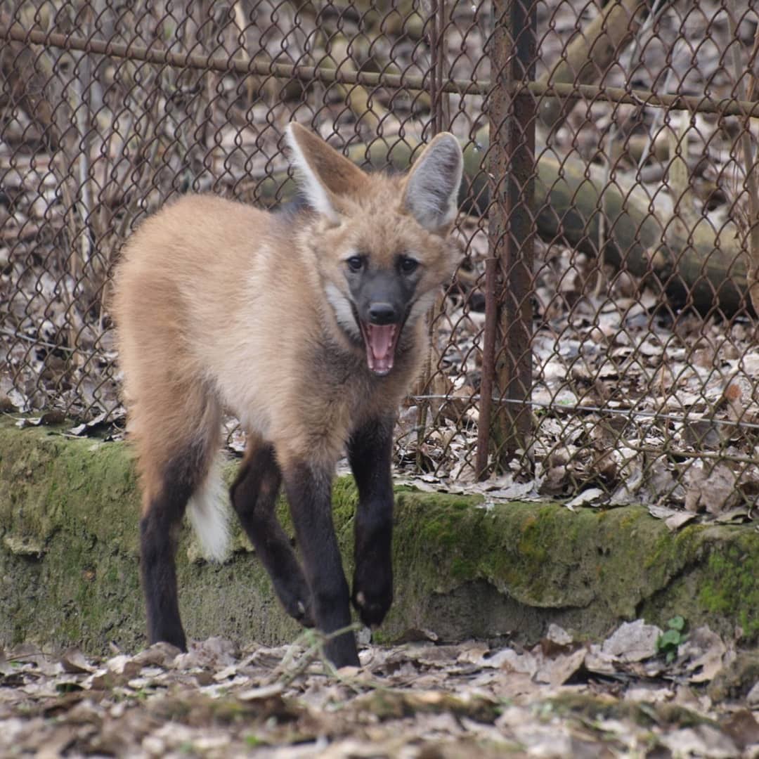 Picture of a maned wolf