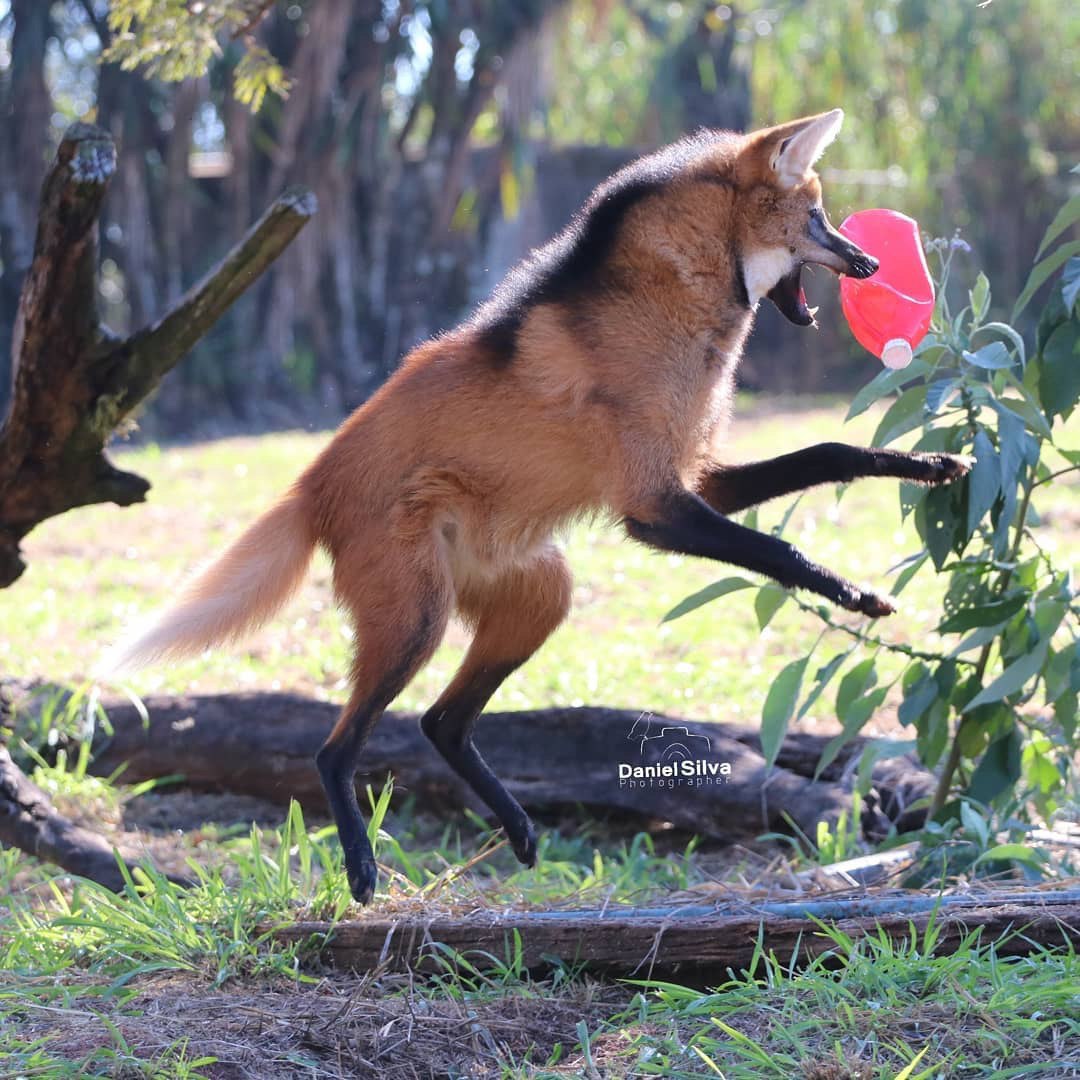 Picture of a maned wolf