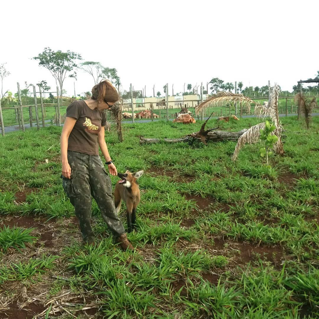 Picture of a maned wolf