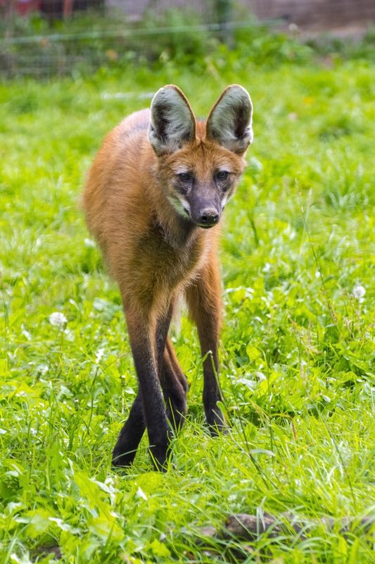 Picture of a maned wolf