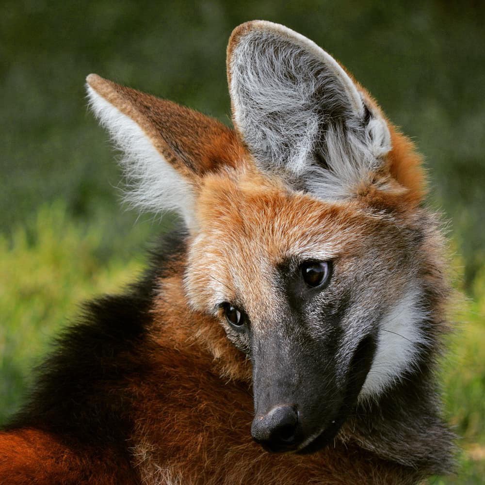 Picture of a maned wolf