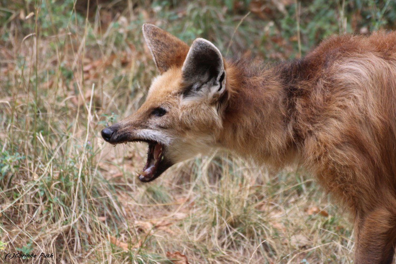 Picture of a maned wolf