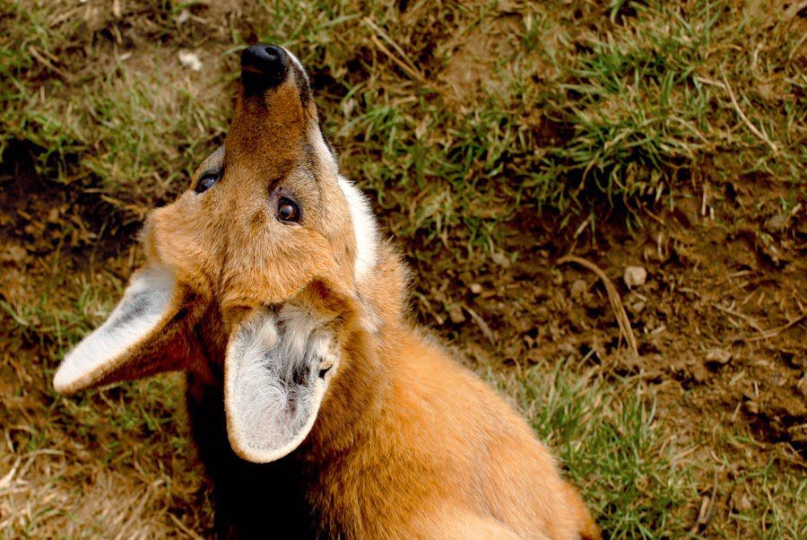 Picture of a maned wolf