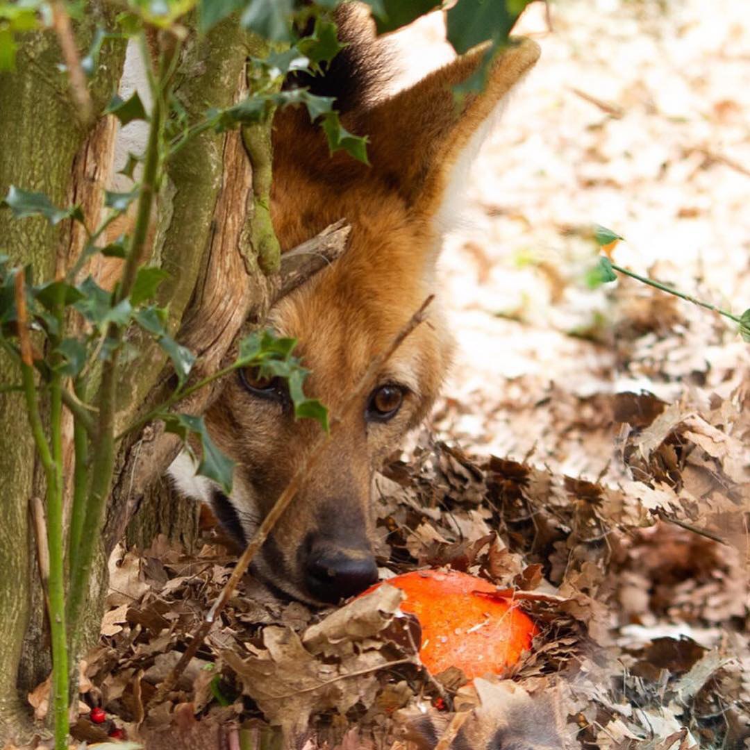 Picture of a maned wolf