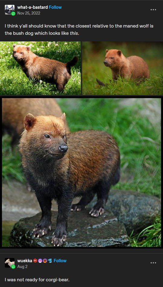 Picture of a maned wolf