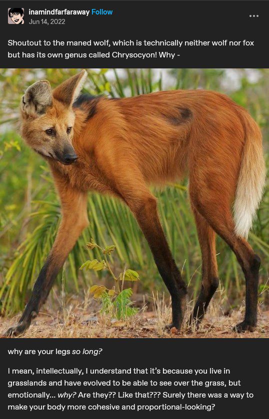Picture of a maned wolf