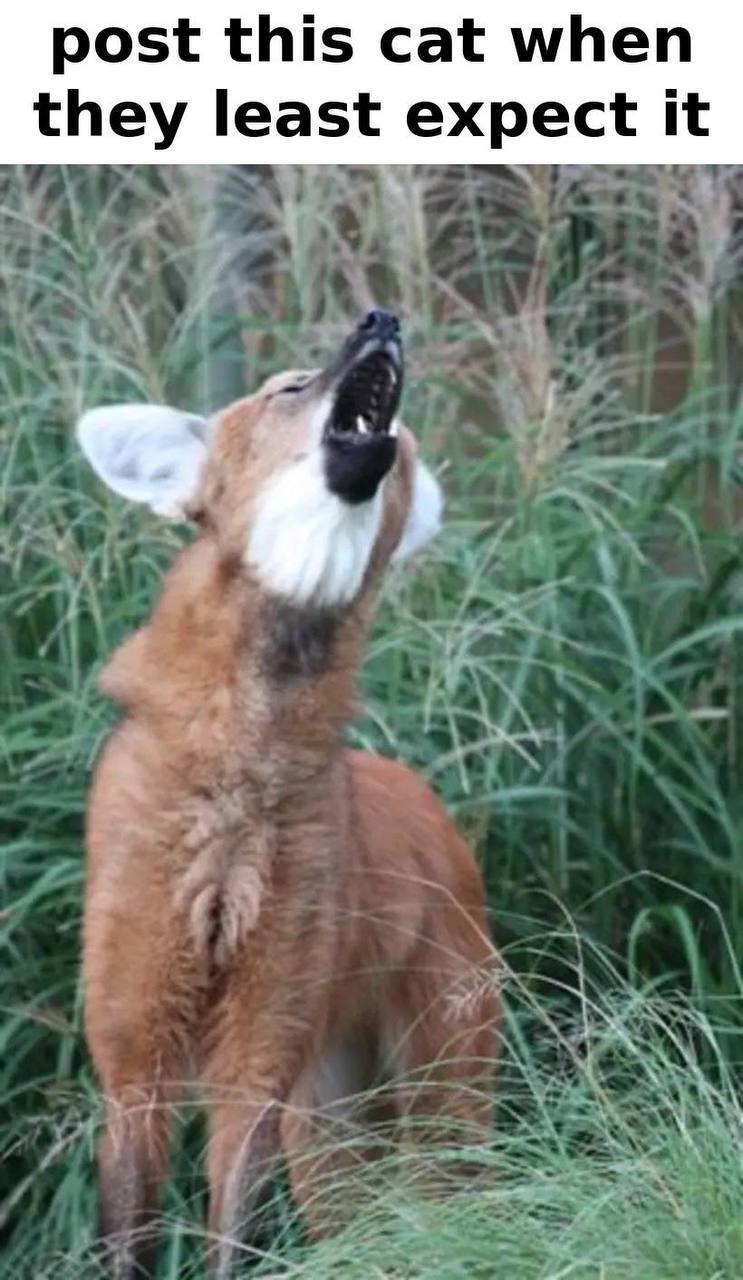 Picture of a maned wolf