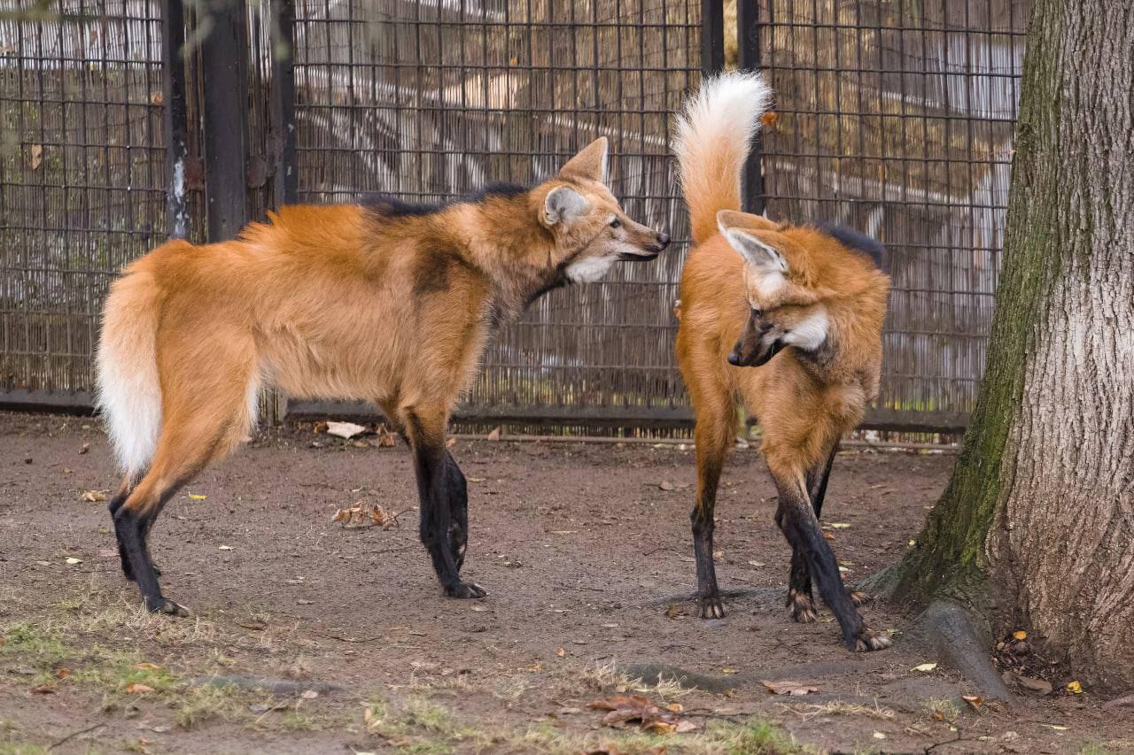 Picture of a maned wolf