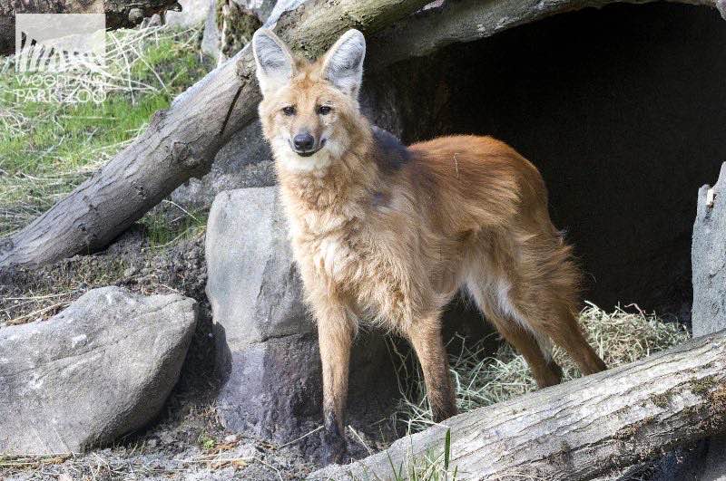 Picture of a maned wolf