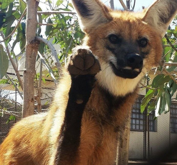 Picture of a maned wolf