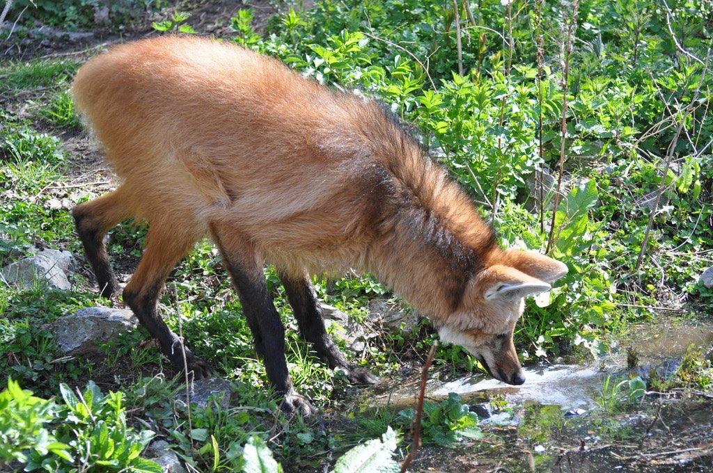 Picture of a maned wolf