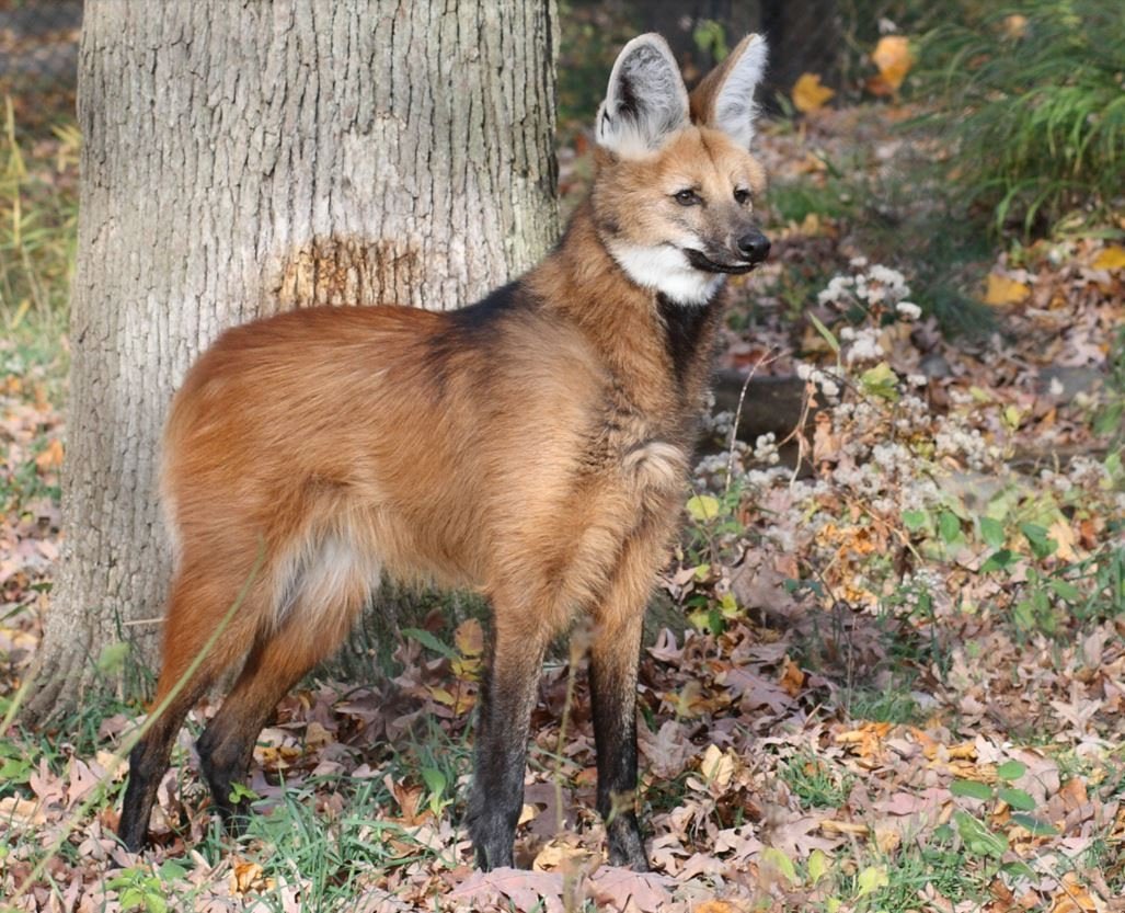 Picture of a maned wolf
