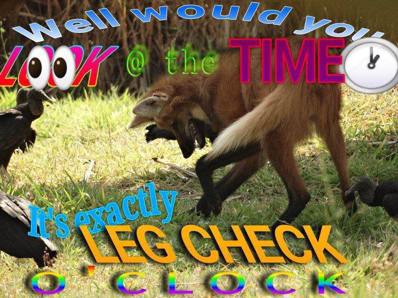 Picture of a maned wolf