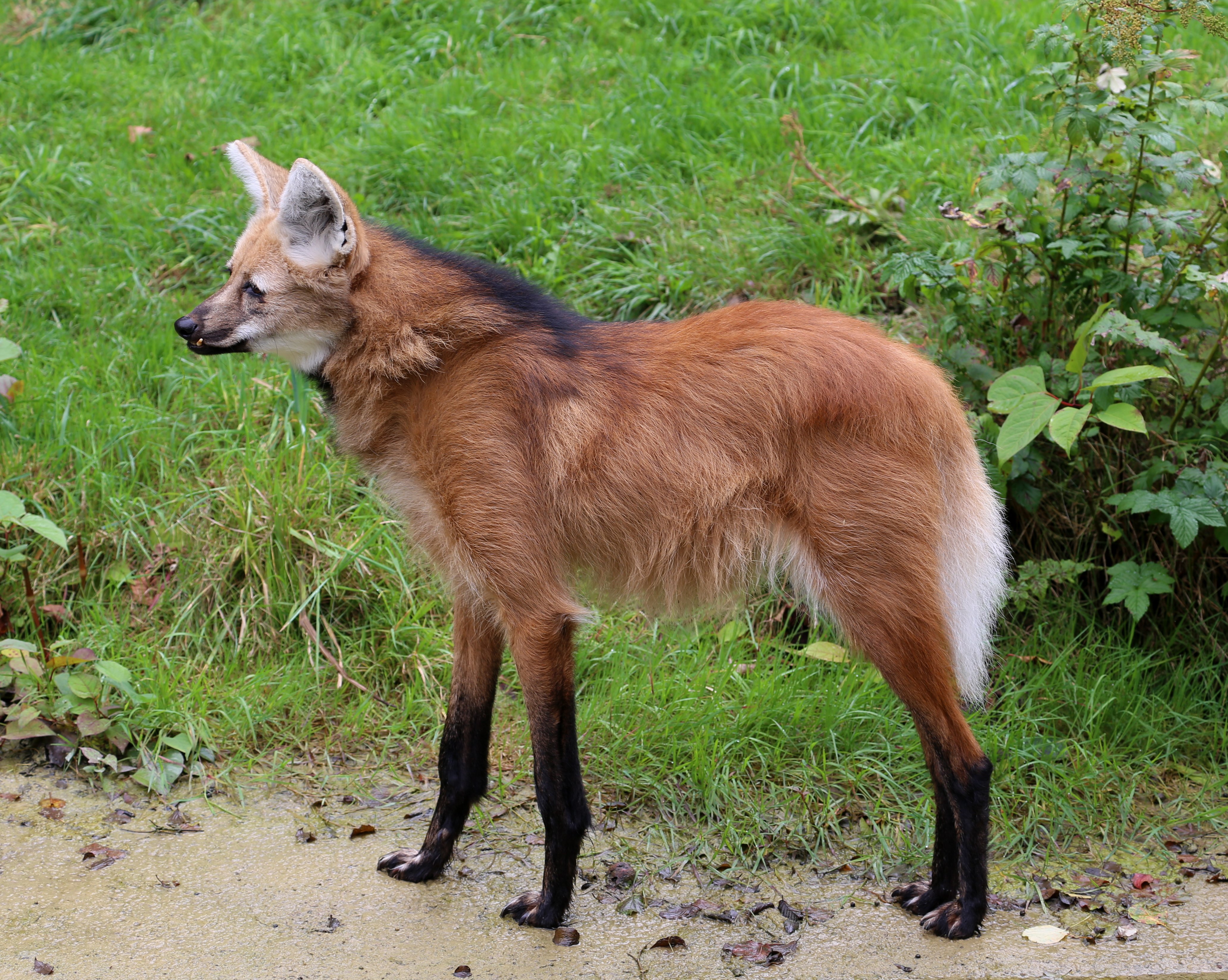 Picture of a maned wolf