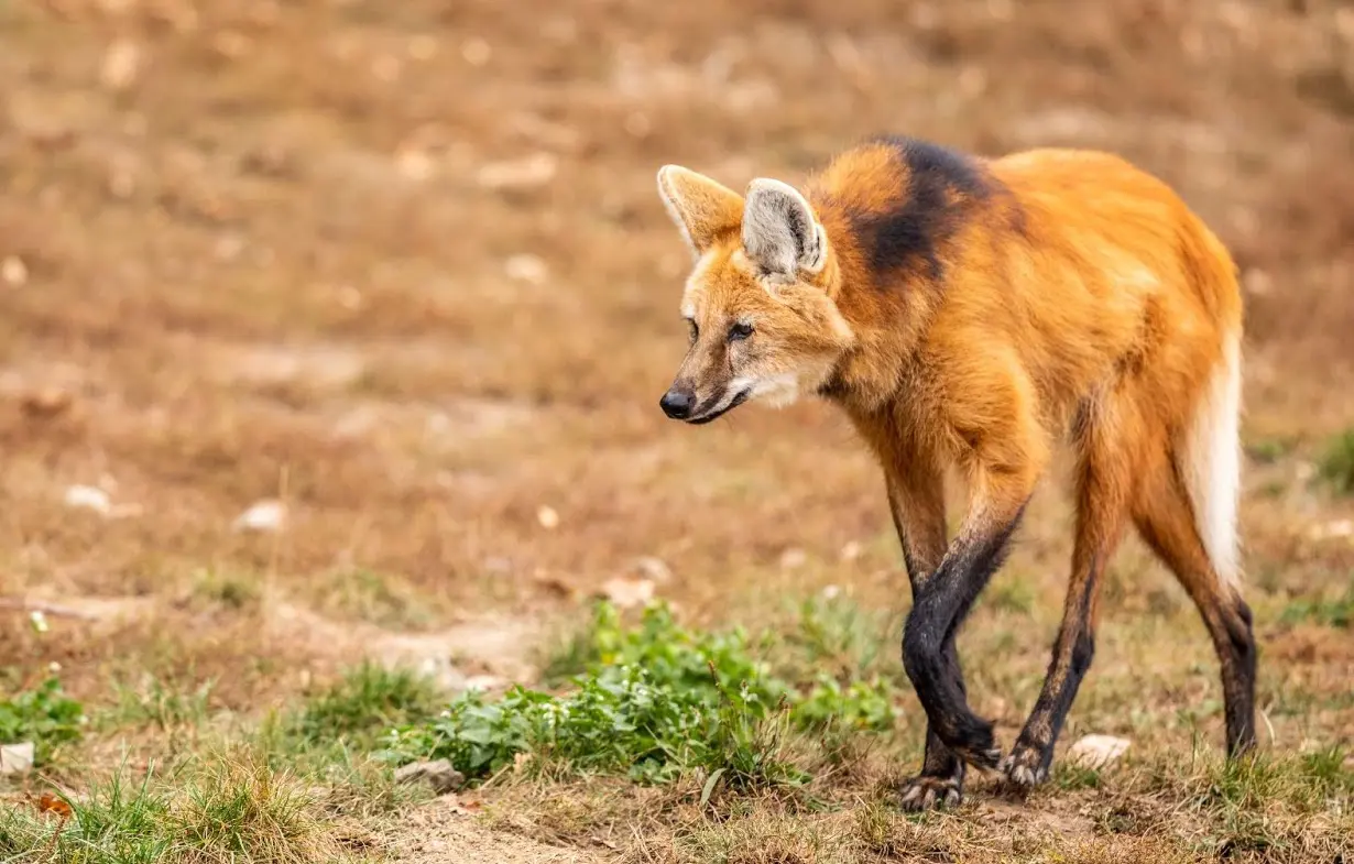 Picture of a maned wolf