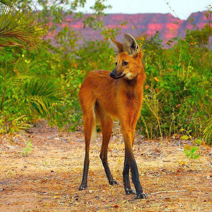 Picture of a maned wolf