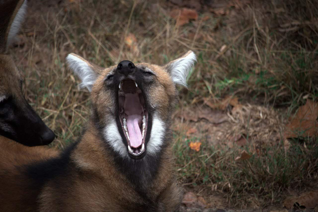 Picture of a maned wolf