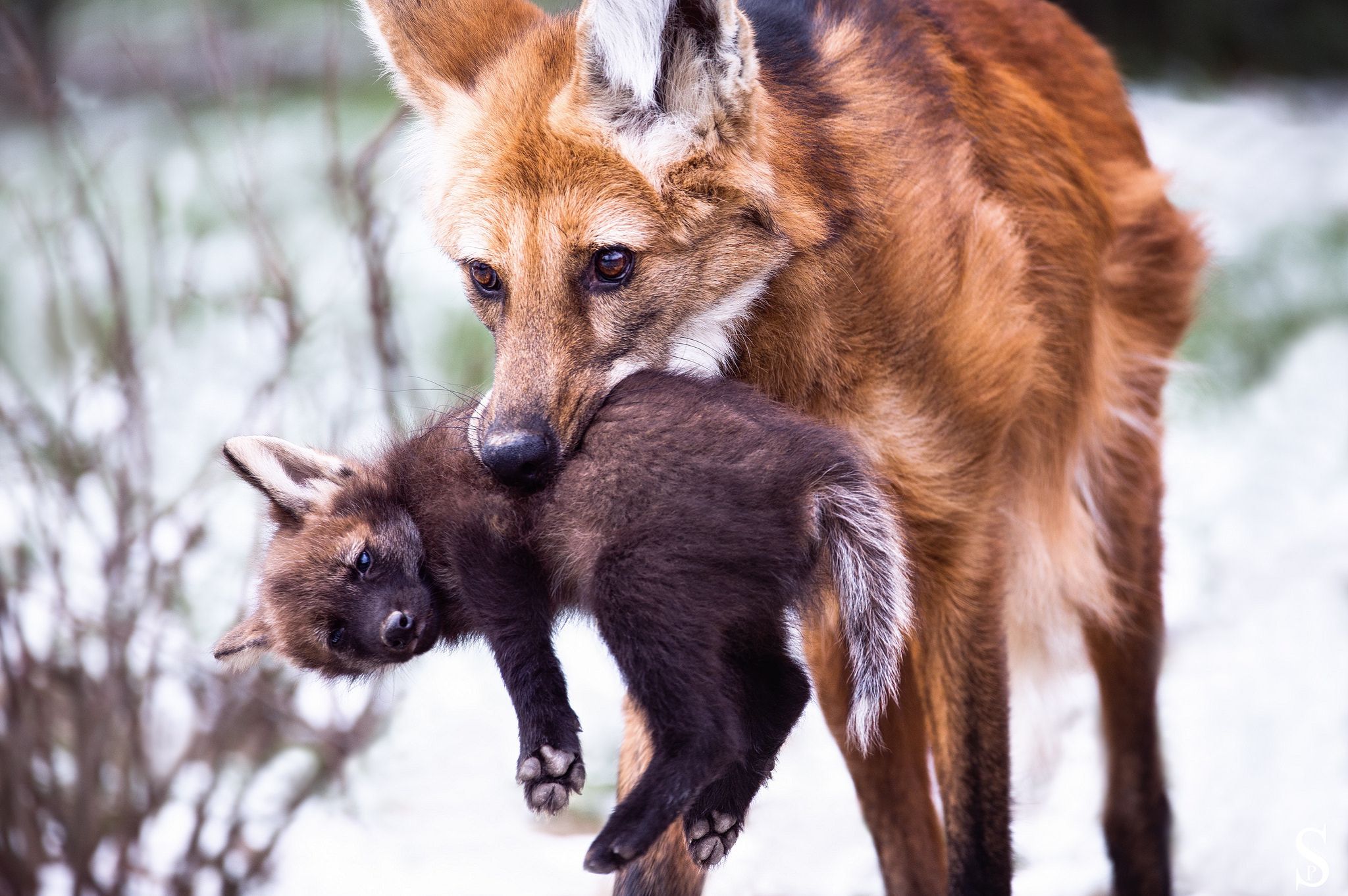 Picture of a maned wolf