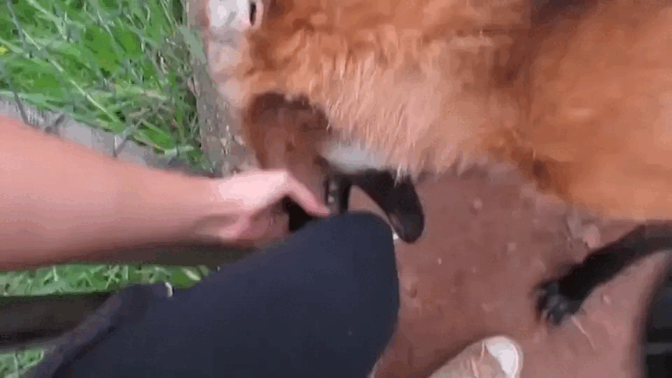 Picture of a maned wolf