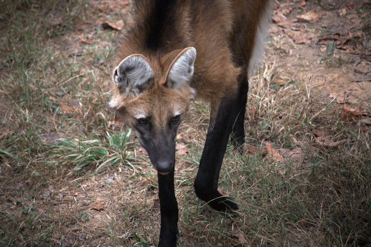 Picture of a maned wolf