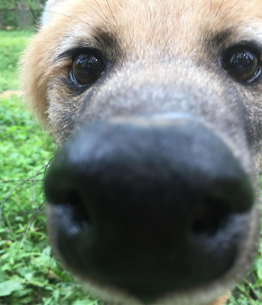 Picture of a maned wolf